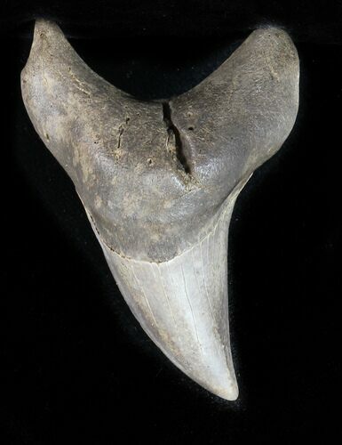 Rare Benedini (Extinct Thresher Shark) Tooth - #30938